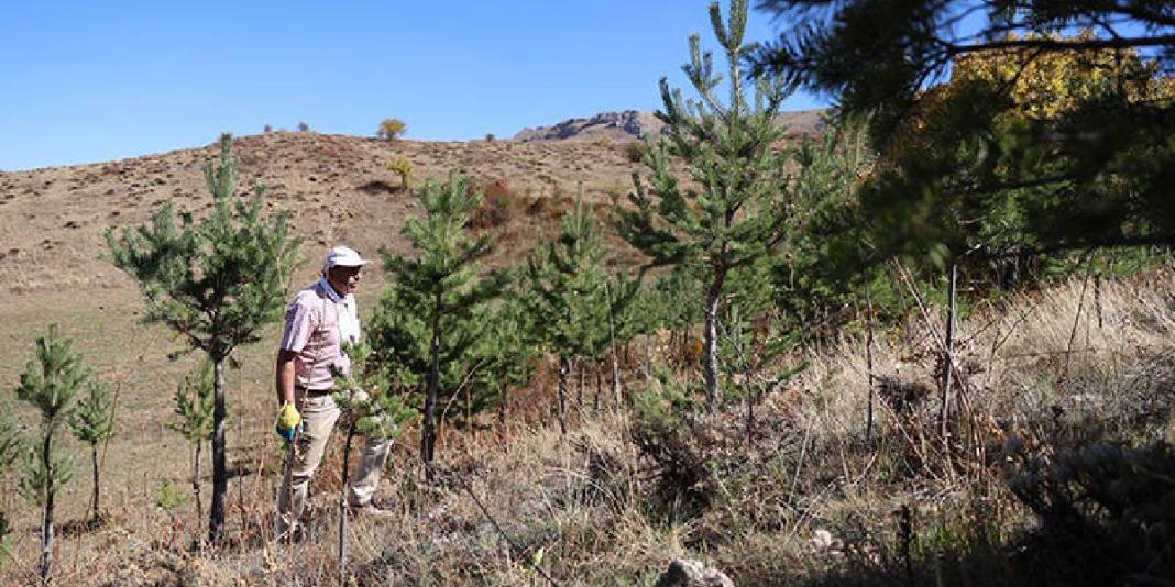 21 yıldır cebinde taşıyor, her yere ekiyor! Çorak araziler sayesinde ağaçlandı: Doğal tohumla canlandırıyor 2